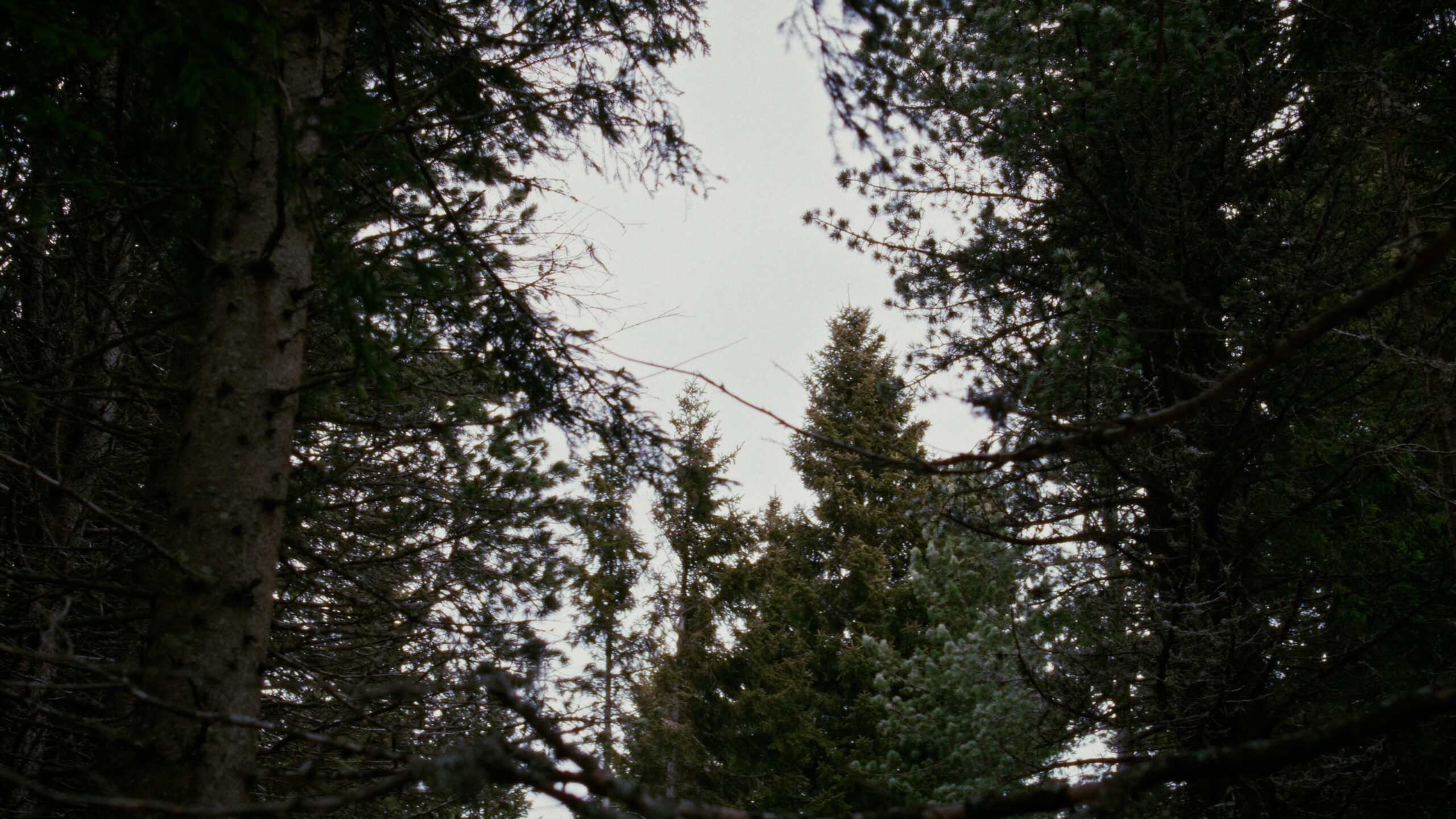WAWFS — still 2